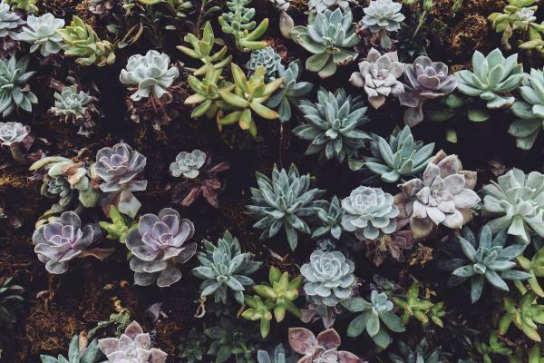Cacti, Succulents, & Aloes with Joe Alvarez | Cape May County Library - Cape  May Court House Branch | UpcomingEvents.com