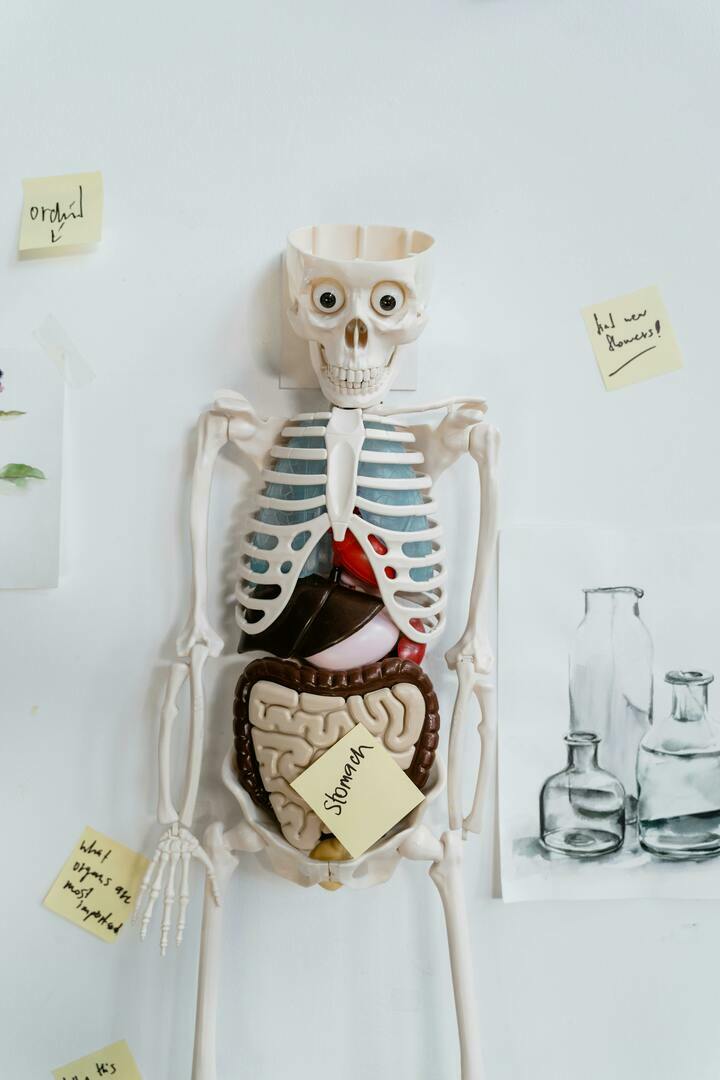 Library Learning Lab Human Anatomy Brighton Memorial Library