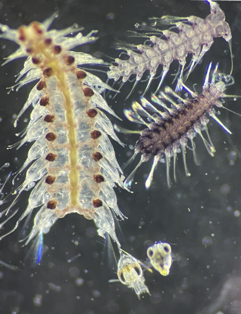 Evening Plankton Experience at Hawaiʻi Institute of Marine Biology