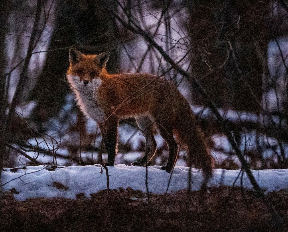15 Amazing Wild Fox Facts Wildlands Conservancy s Photo Contest 