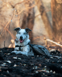 TOP DOG FILM FESTIVAL