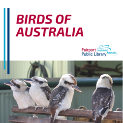 Eastern Australia: it’s unique and spectacular birds