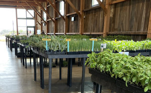 2023 Spring Plant Sale