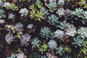 Cacti, Succulents, & Aloes with Joe Alvarez