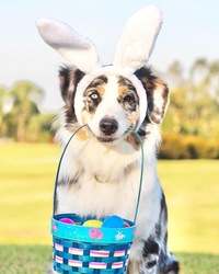 Red Dog's Barks, Bunnies, & Brews