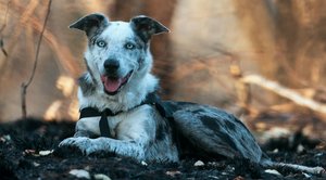 Top Dog Film Festival
