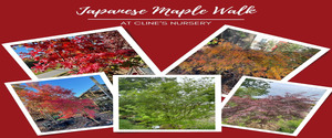 Japanese Maple Walk with John Cline