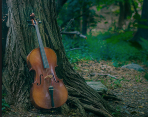 Music In The Canyon