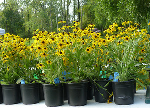 Fall Native Plant Sale