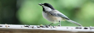 Kettle Creek Annual Bird Seed Sale