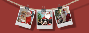 Santa Paws