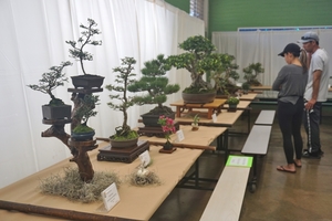 Rainbow Bonsai Club Bonsai Show and Fair, Sat. Dec. 9, 9 a.m. - 1:30p.m.