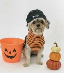 Trick or Treat  at Treats Unleashed