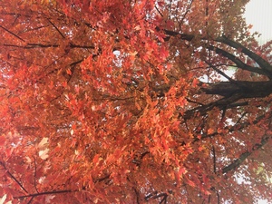 Kimmswick Historical Society Meeting