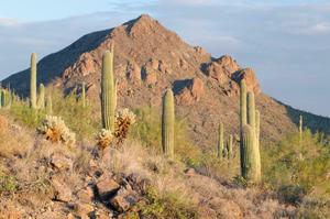 Arrastre Wash Nature Hike with a Geology Twist
