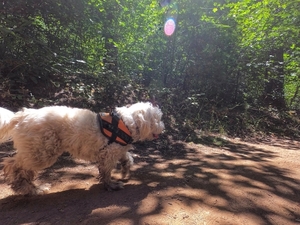 Wildlands Conservancy - Wild in the Parks! Woof Walk