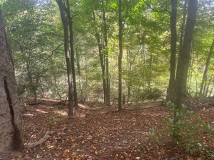 A Walk in the Parks Presentation