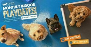 Indoor Doggy Playdate