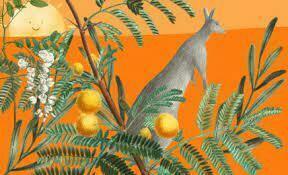 Australia Story Time