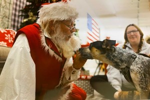Santa Paws Pet Photos