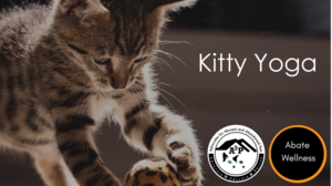 Kitty Yoga