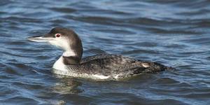 NJ Audubon: Old Bridge Waterfront Park Bird Walk