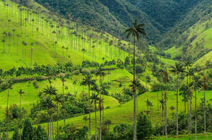 El Cafecito!  Colombian Coffee History and Impact