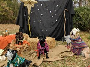 Puppy Nativity