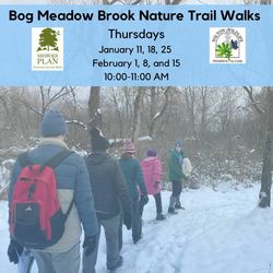 Bog Meadow Brook Nature Trail Walks
