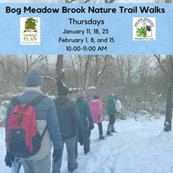 Bog Meadow Brook Nature Trail Walks