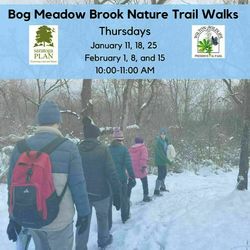 Bog Meadow Brook Nature Trail Walks