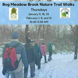 Bog Meadow Brook Nature Trail Walks