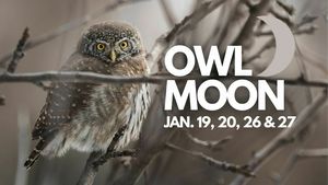 Owl Moon