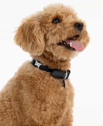 PXG Paramus Hosts Donation Drive for Local Animal Shelter