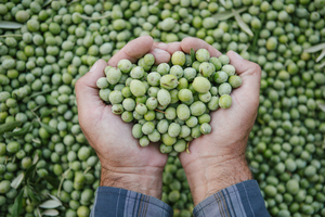 Inaugural Festival of Olives - inspired by Don Landis' An Olive Odyssey