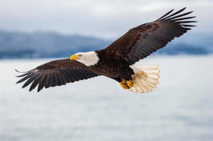 Eagle Watch Bus Trip
