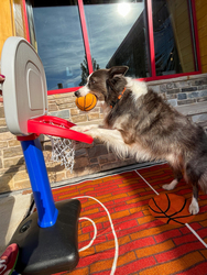 Dog Attempts Guinness Record for Slam Dunks at Lazy Dog Restaurants