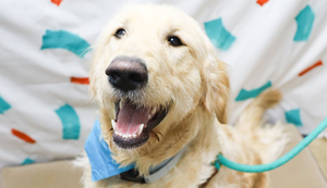 Doggy New Year's Pictures