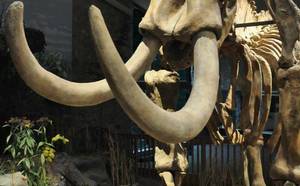 Missouri Megafauna Presentation at the Windsor Branch Library