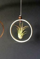 Craft Class: Air Plant Holder: *In-Person: Eastgate*