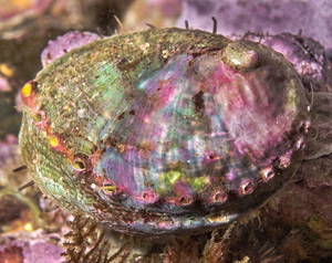 Photo Exhibit: Above and Below the Ocean