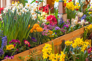 Spring Flower Show