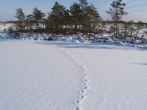 Huyck Preserve Presents: Winter Tracking with Ondatra Adventures