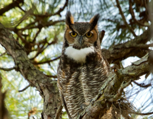Owl Prowl