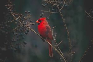 Great Backyard Bird Count Weekend