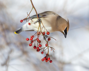 Attracting Birds by the Season - A Webinar