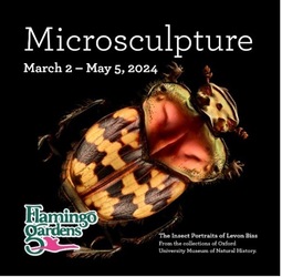 Microsculpture: The Insect Portraits of Levon Biss