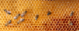 INTRO TO BEEKEEPING CLASS