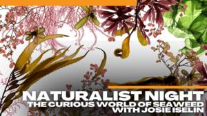 Naturalist Night: The Curious World of Seaweed with Josie Iselin