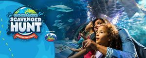 Underwater Scavenger Hunt